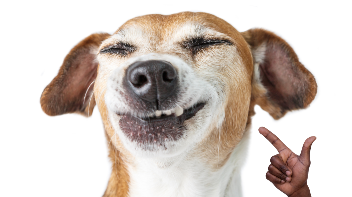 A dog smiling for the purpose of this quiz