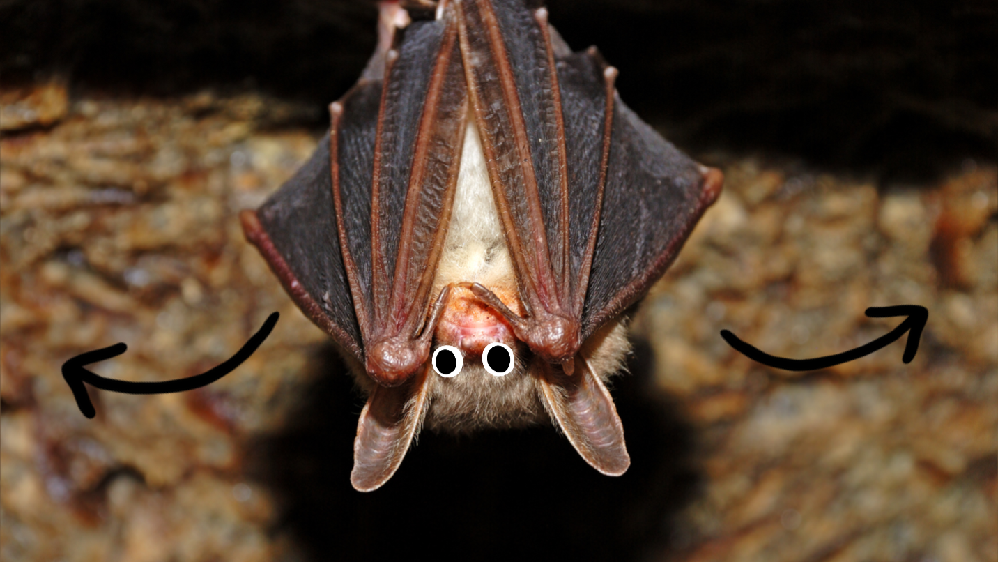 A bat