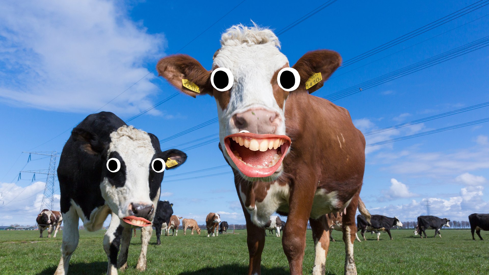 A cow laughing