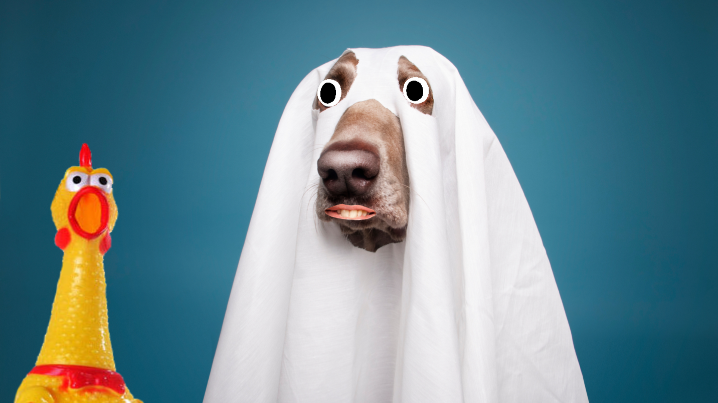 A dog dressed as a ghost, plus a frightened rubber chicken 