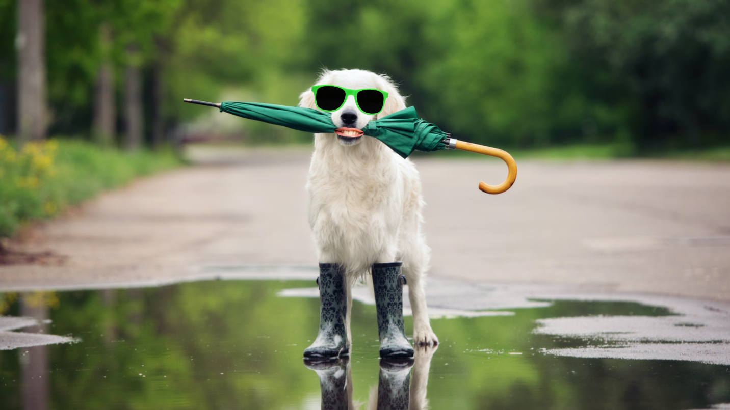 A dog in a puddle