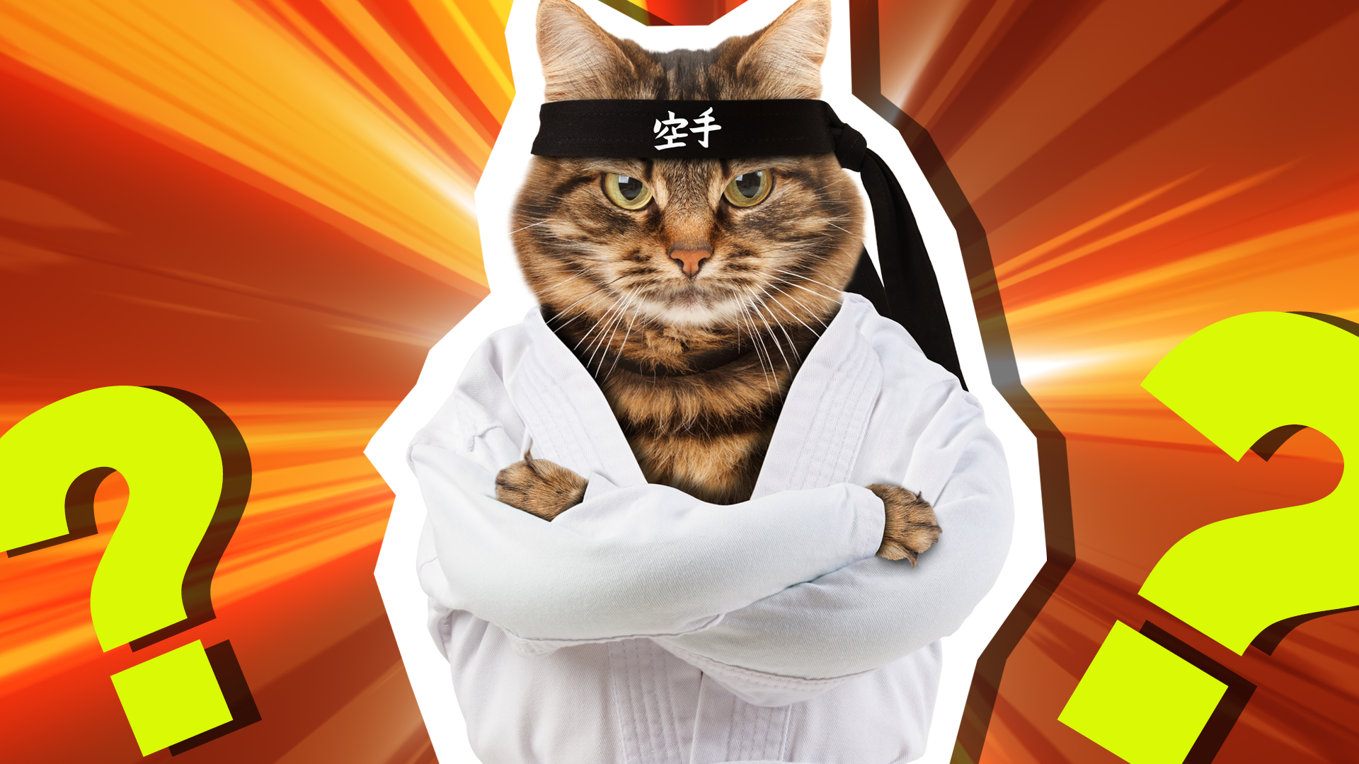 Karate Cat