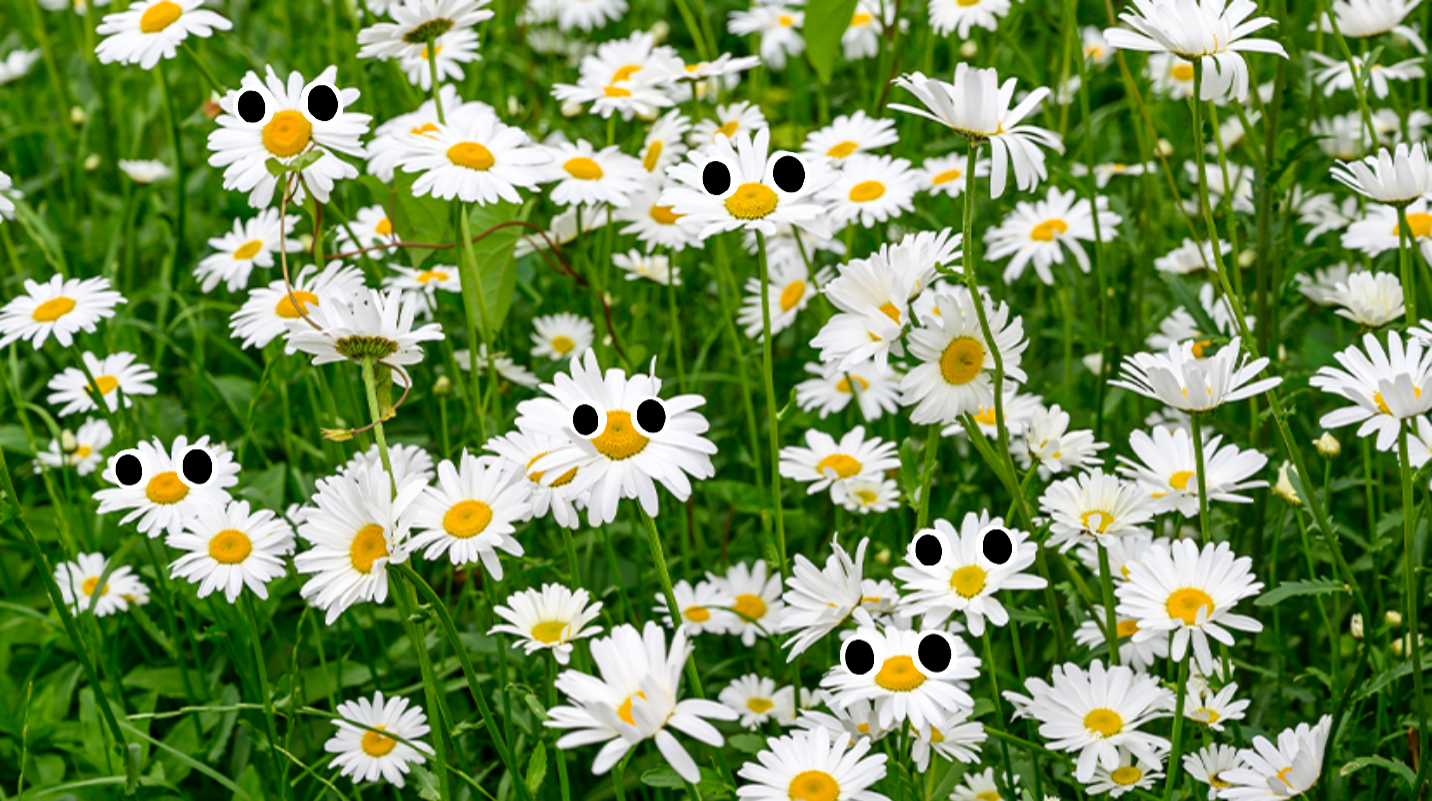 Field of Daisies 