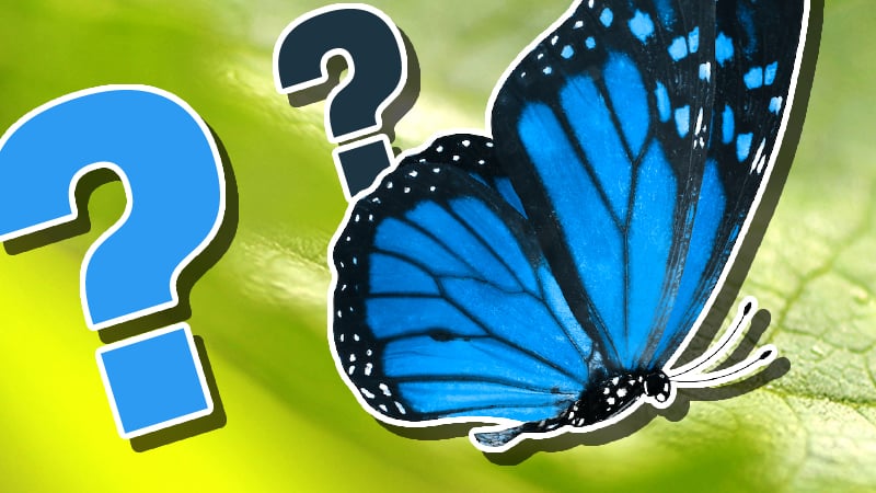 Insect Trivia Quiz