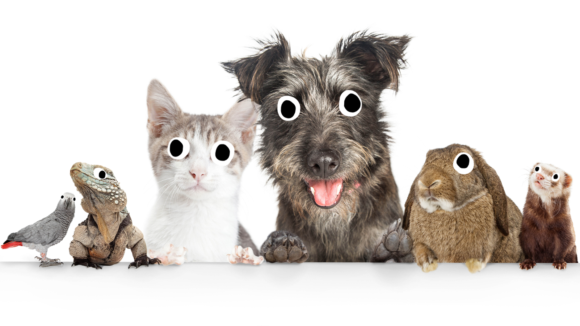 A line-up of pets