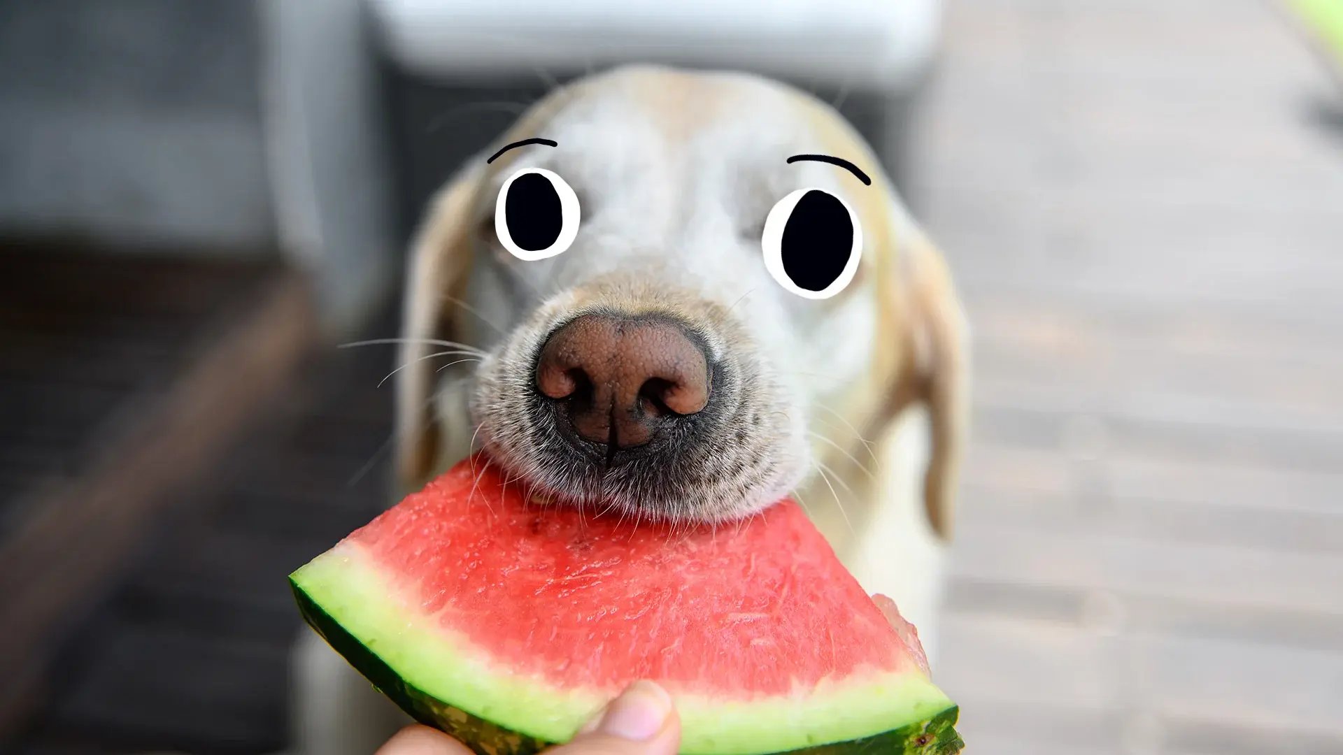 15-dog-watermelon