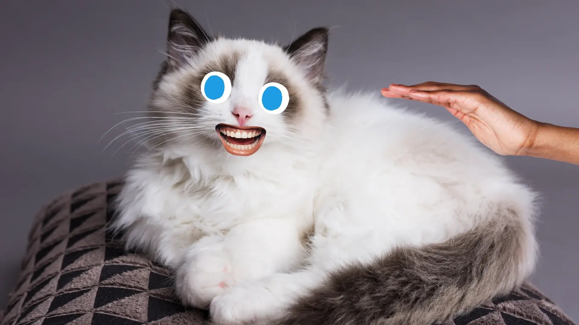 ragdoll-cat-coat