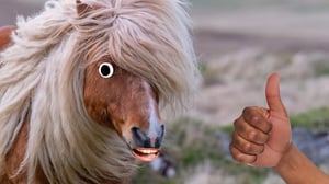 shetland-pony