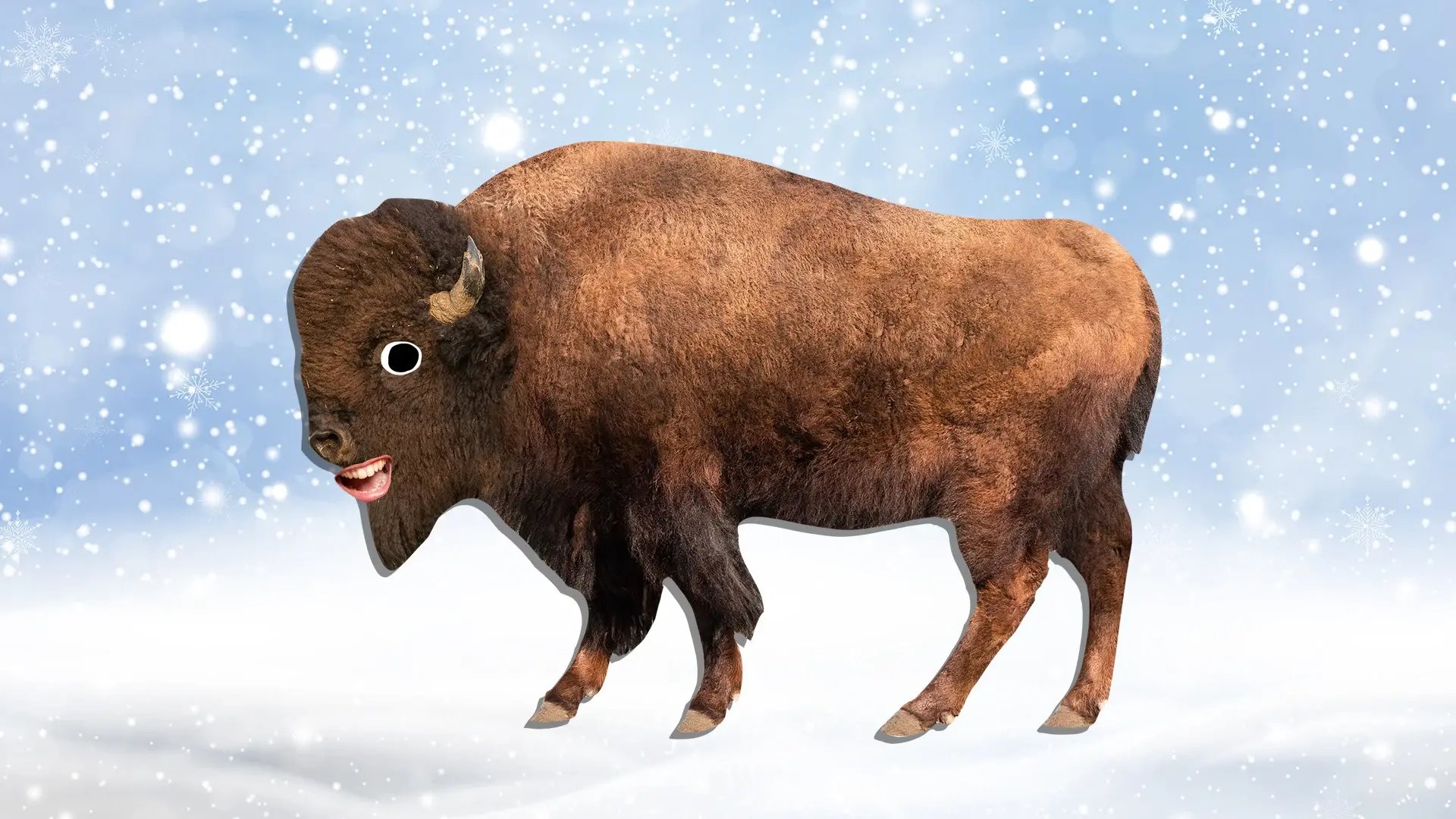 snow-buffalo