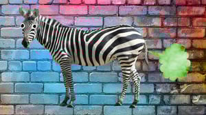 zebra-fart