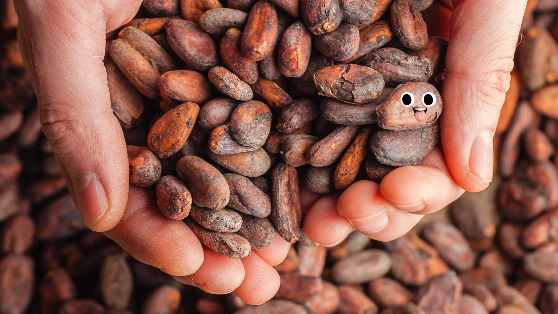 A handful of cocoa beans