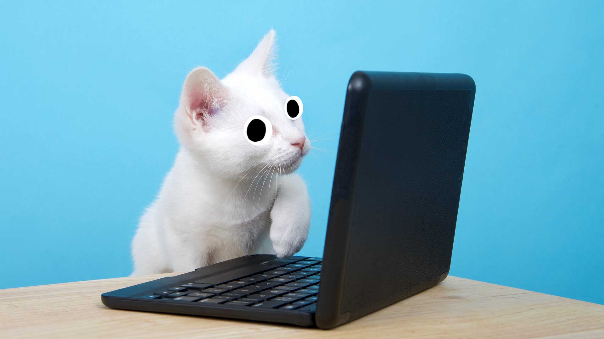 A cat looking at a computer