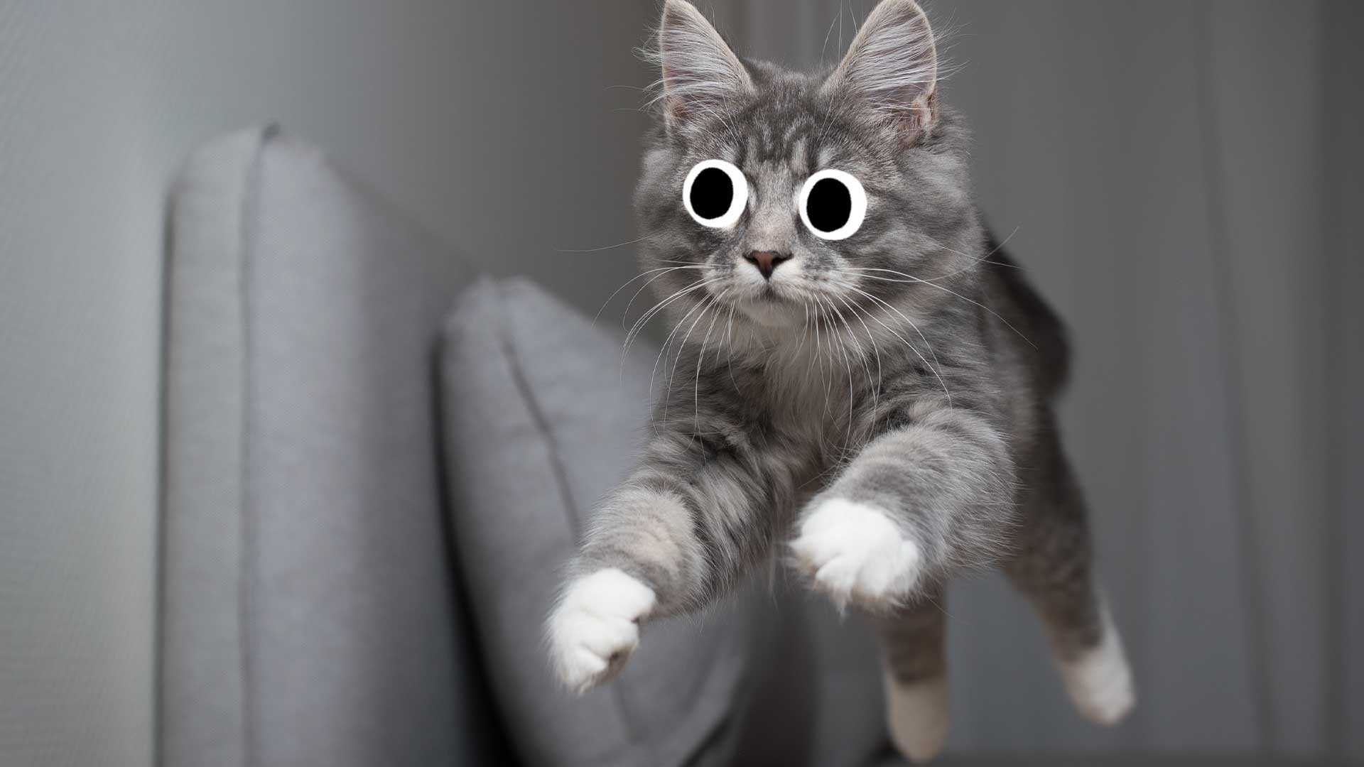 A cat jumping off a sofa