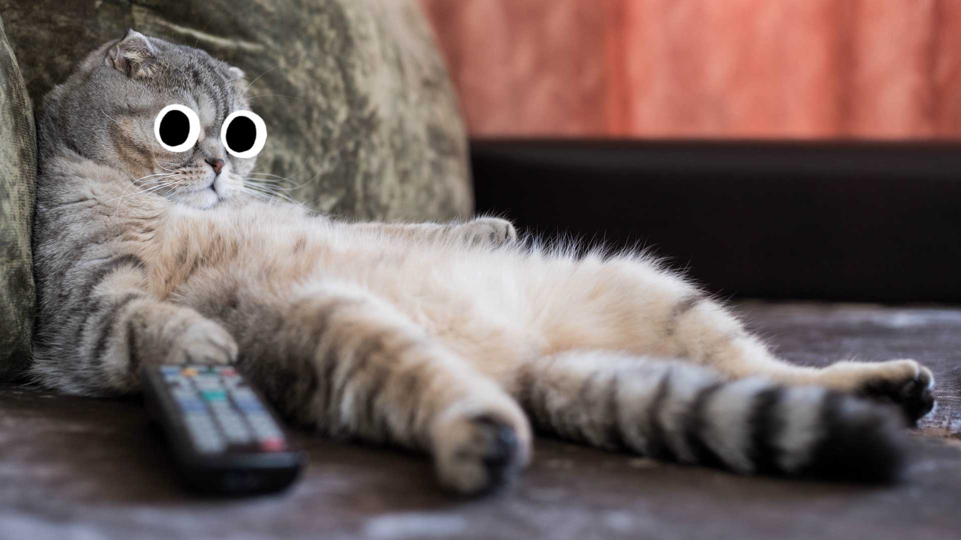 A cat watching TV
