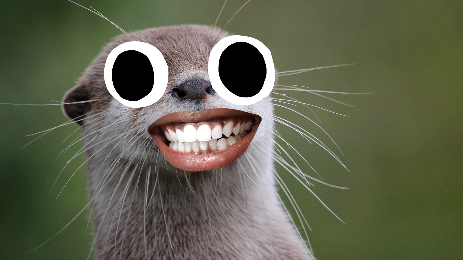Otter with goofy face