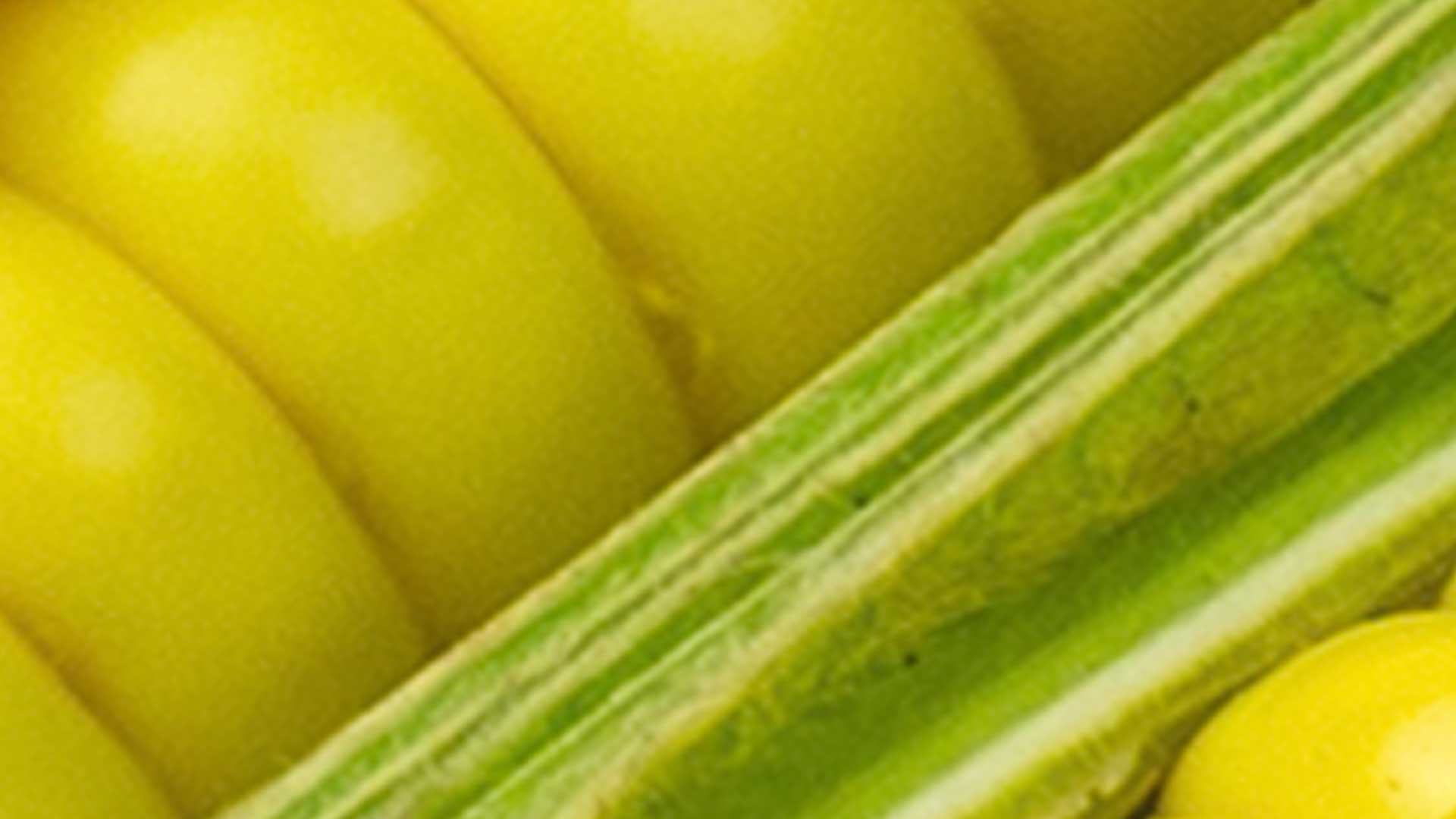 A close up of a vegetable
