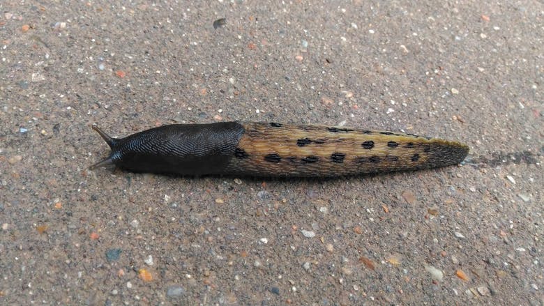 Slug with black spots