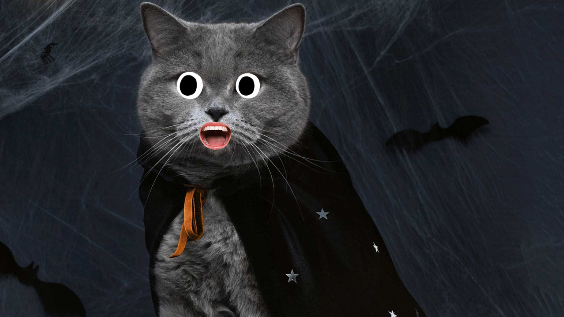 A cat in a vampire cape