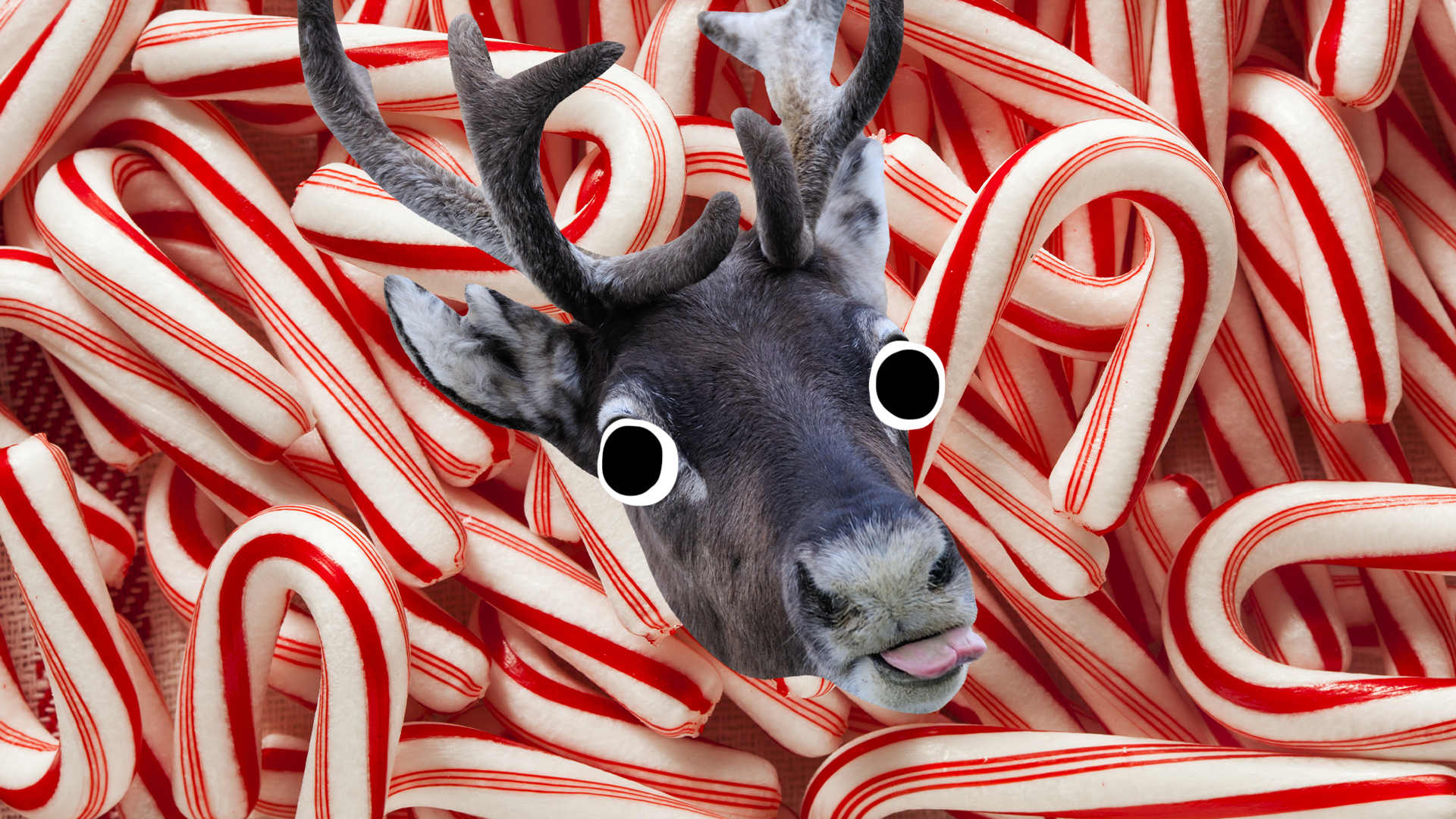 Candy cane background with derpy reindeer face