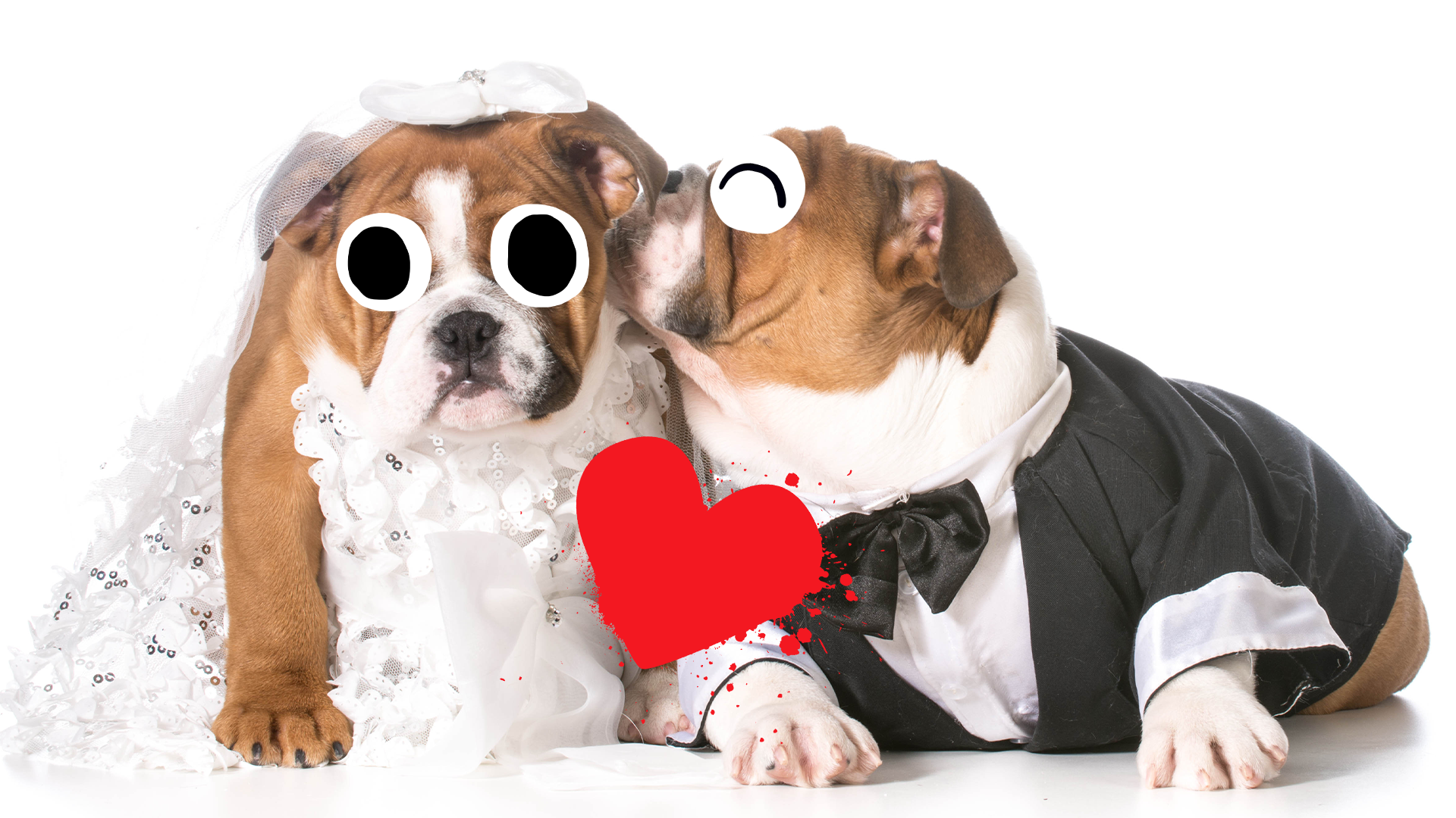 Two dogs dressed as bride and groom with heart