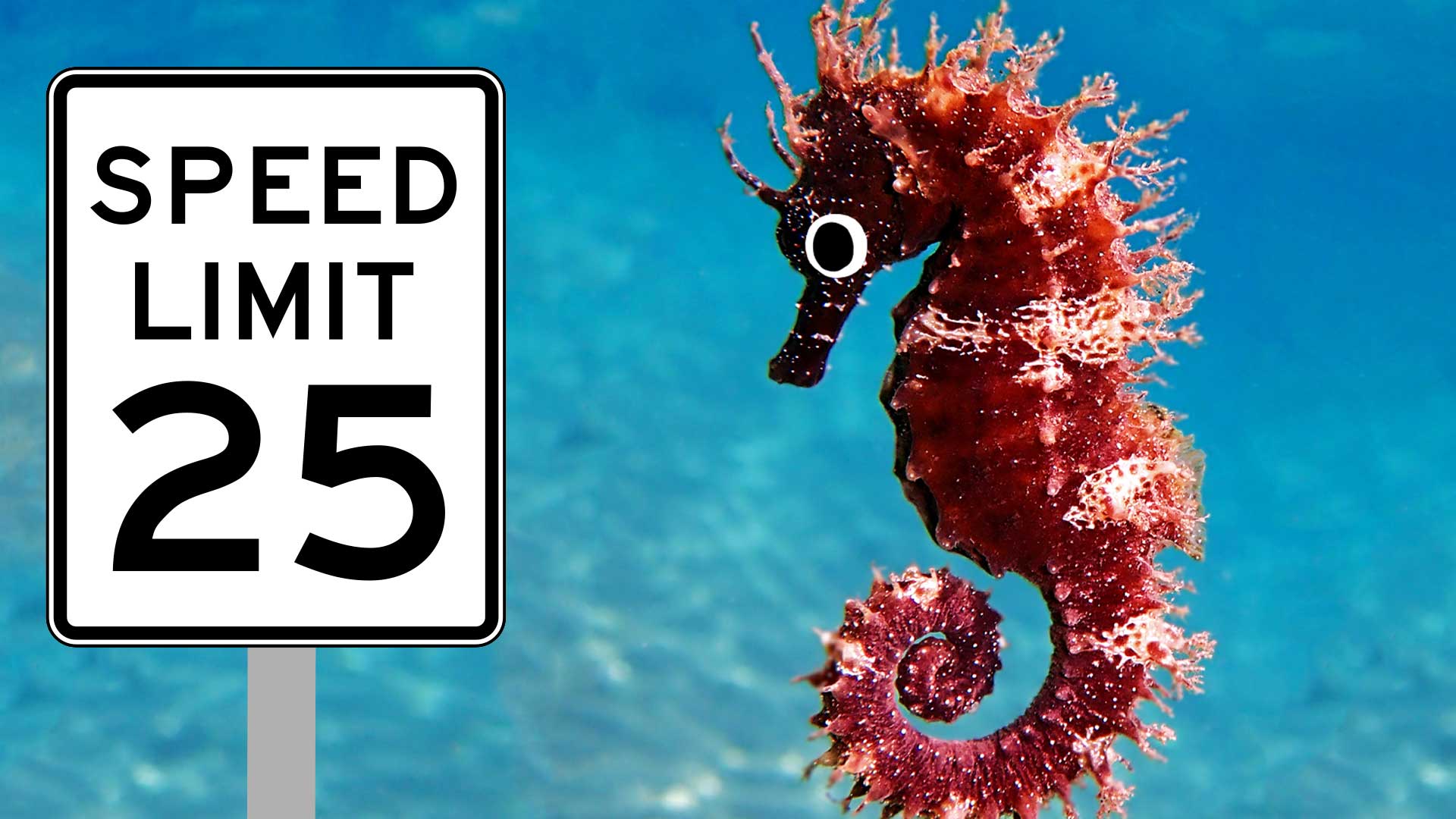 A seahorse moving past a speed limit sign