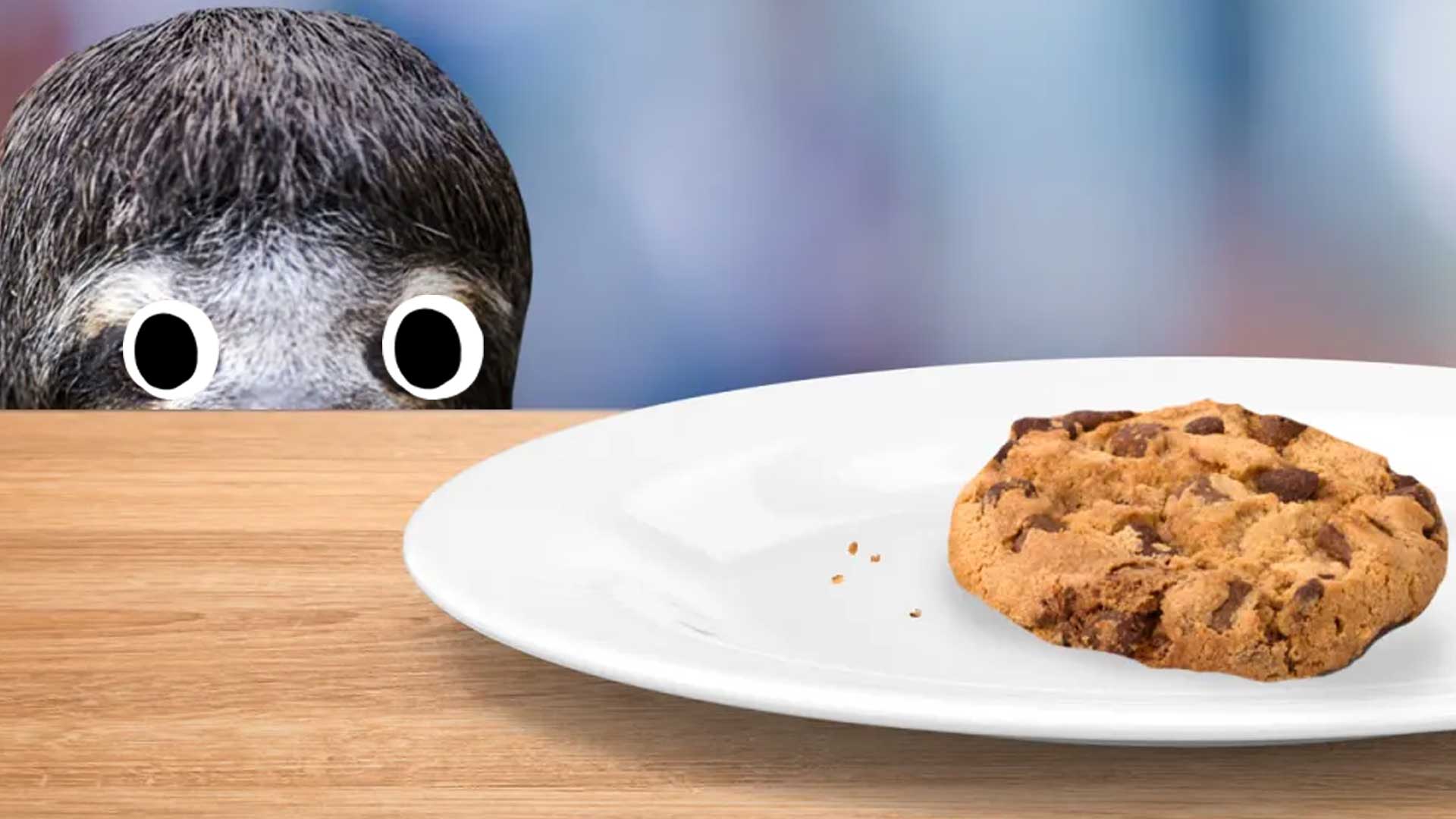 A sloth looks at a biscuit on a plate