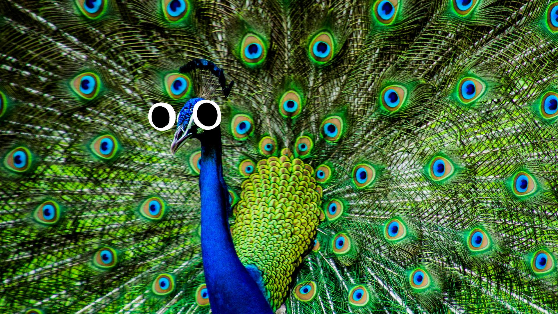 Peacock with googly eyes