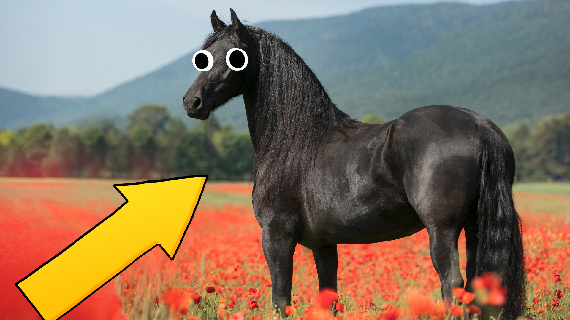 Horse in poppy field with arrow