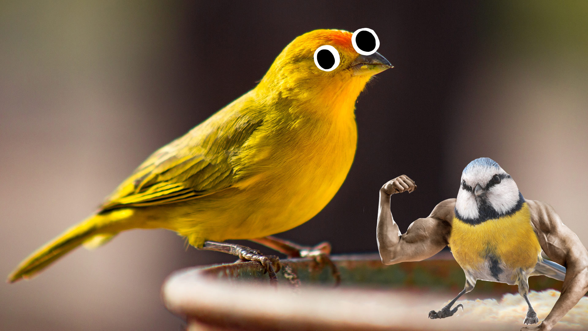 Canary with googly eyes and hench bluetit 