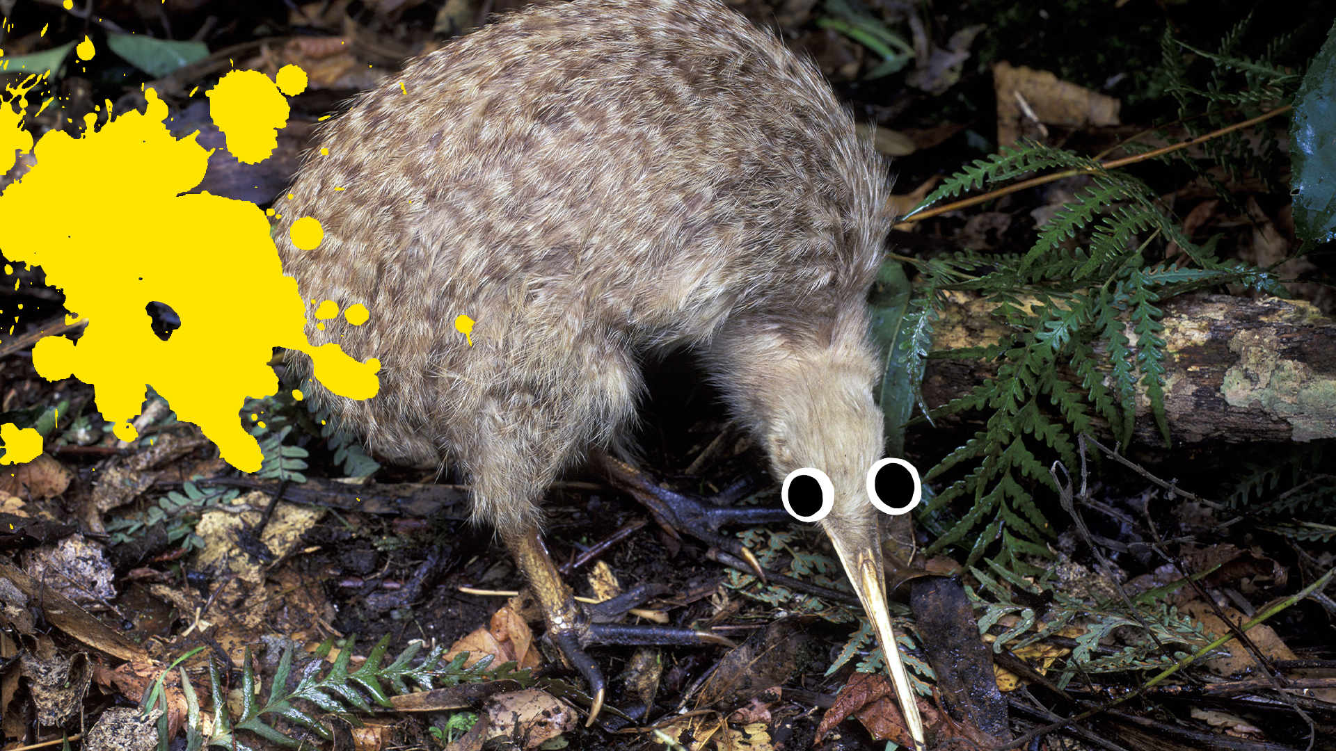 Kiwi bird with googly eyes and splat
