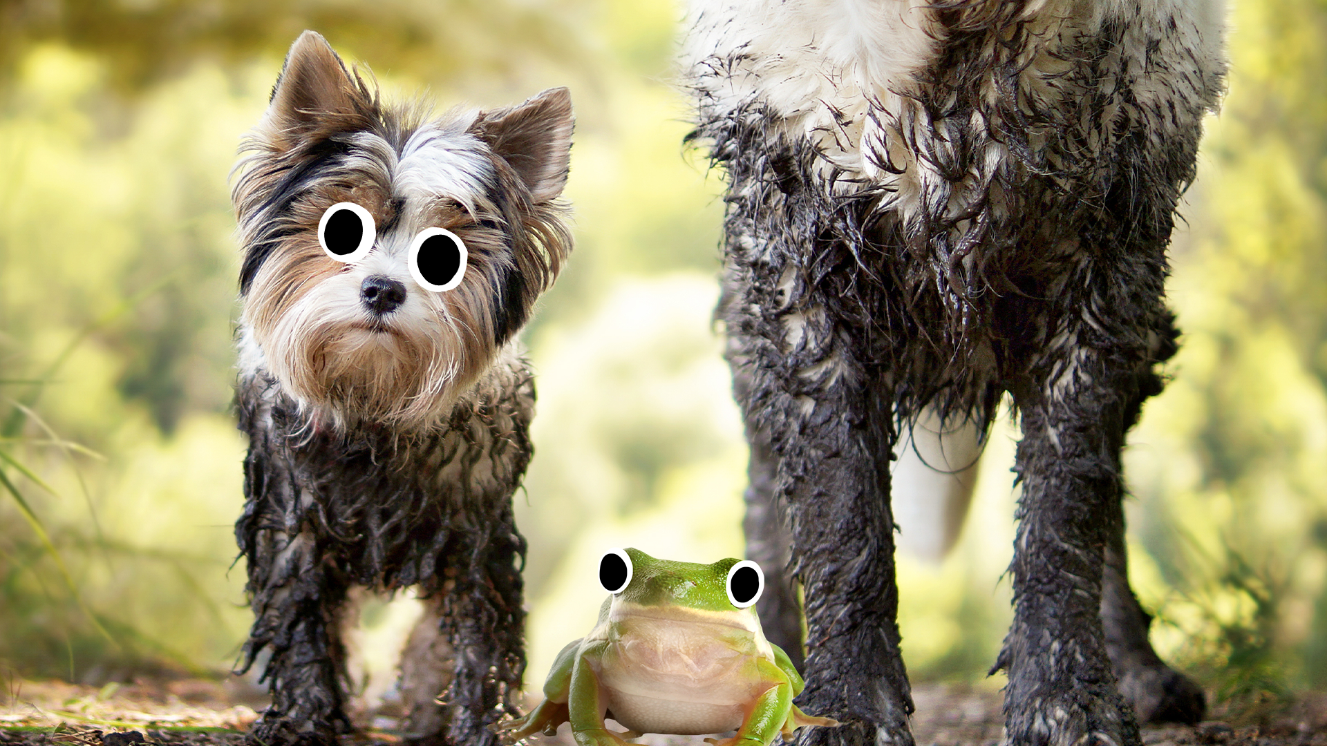 Two muddy dogs and a derpy frog