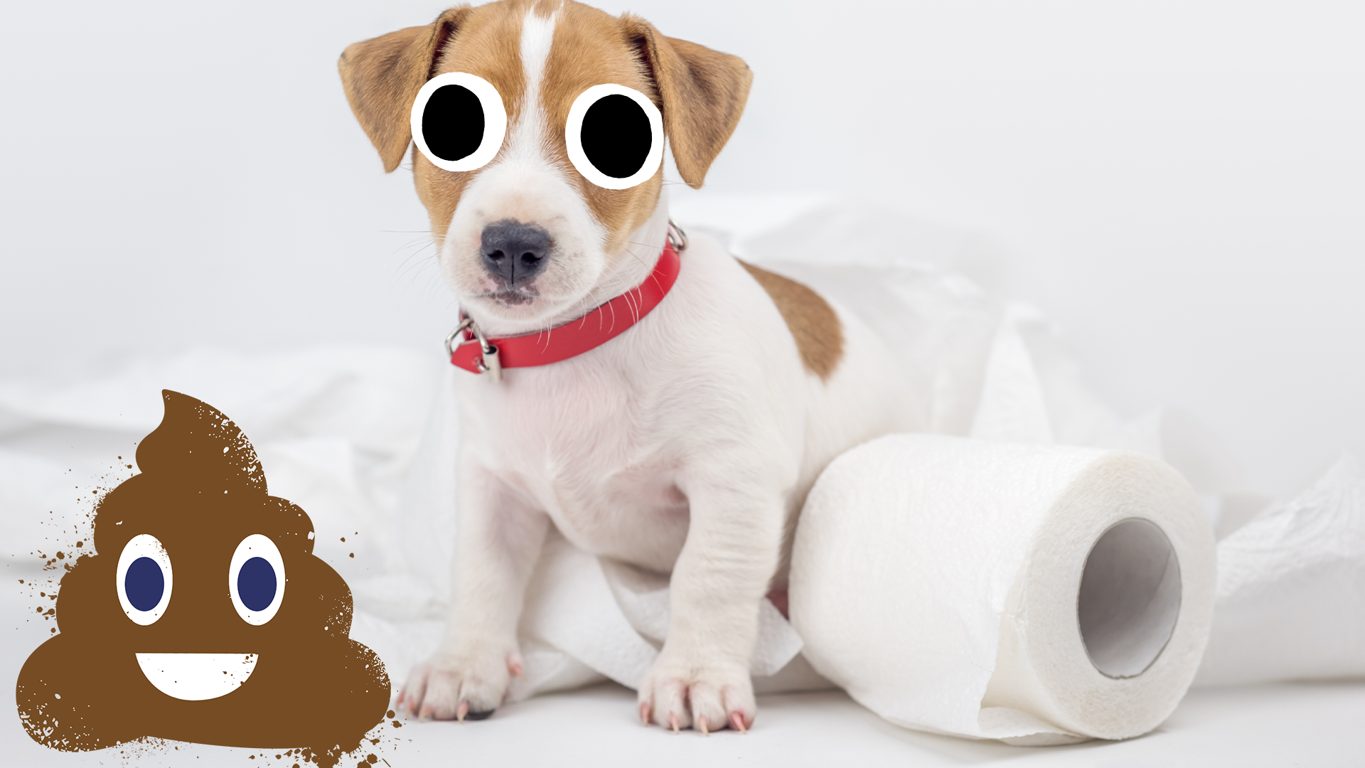 Puppy with loo roll and a poop emoji 