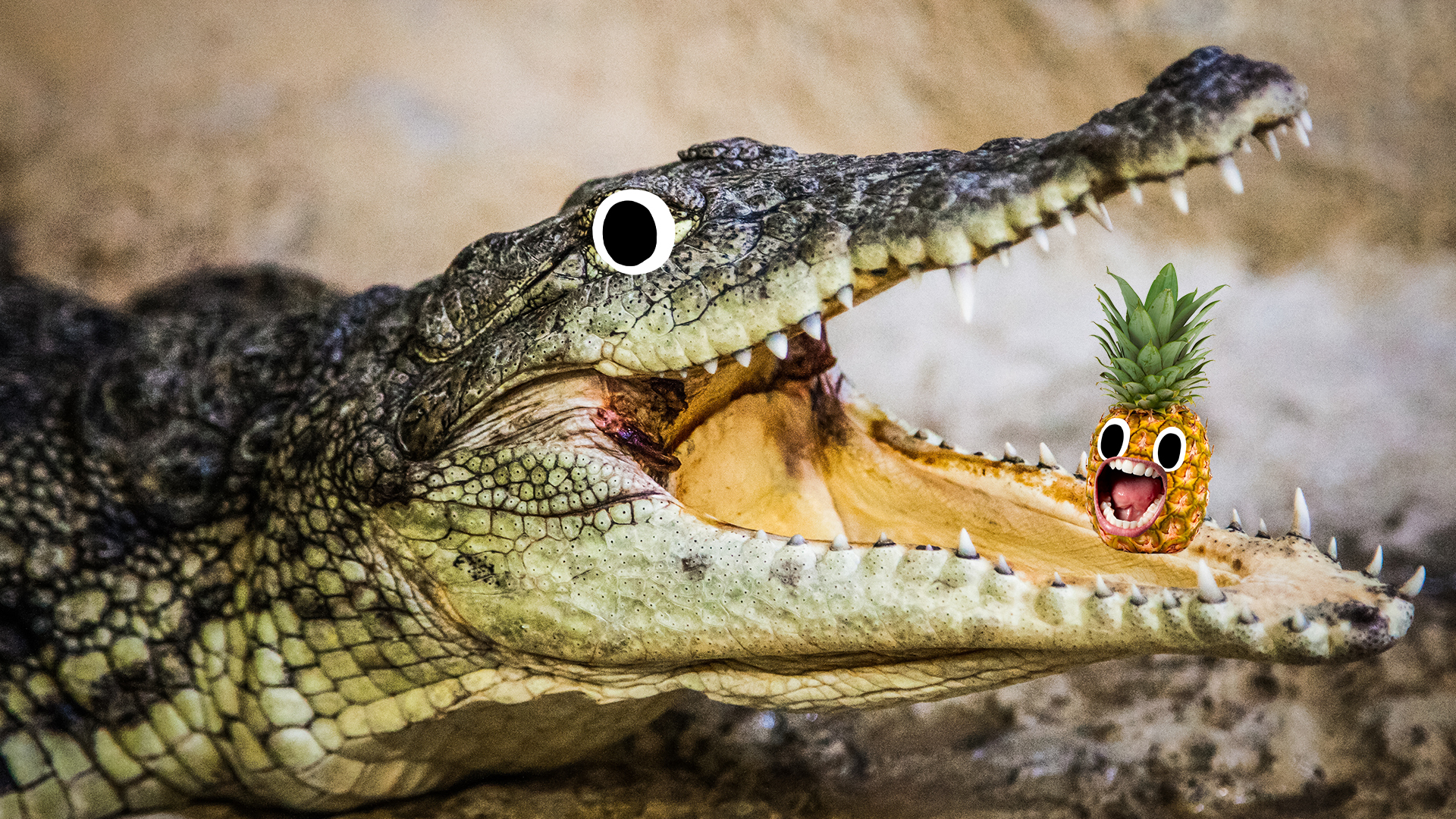 Crocodile with screaming pineapple 