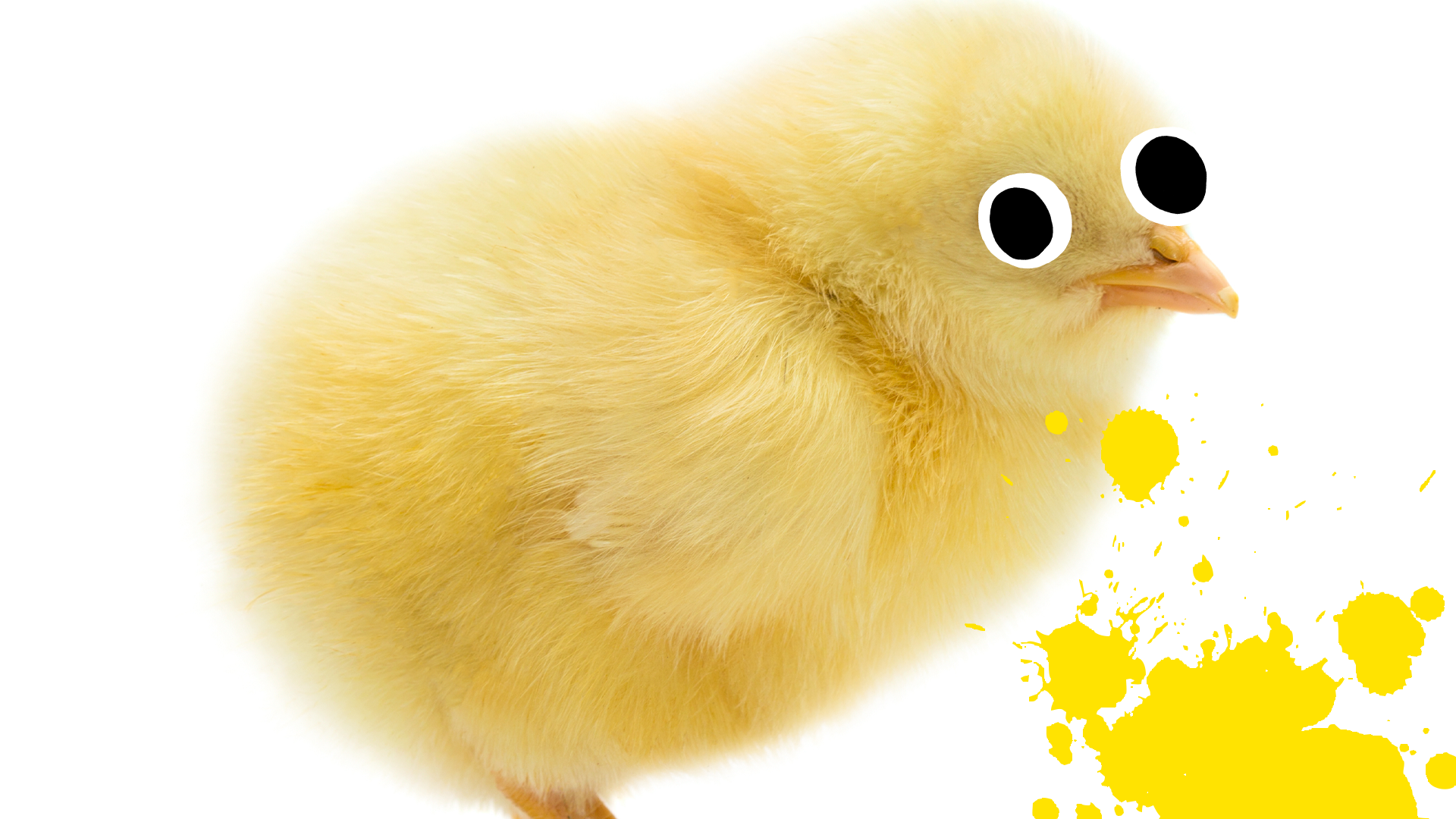 Fluffy chick on white background with yellow splat