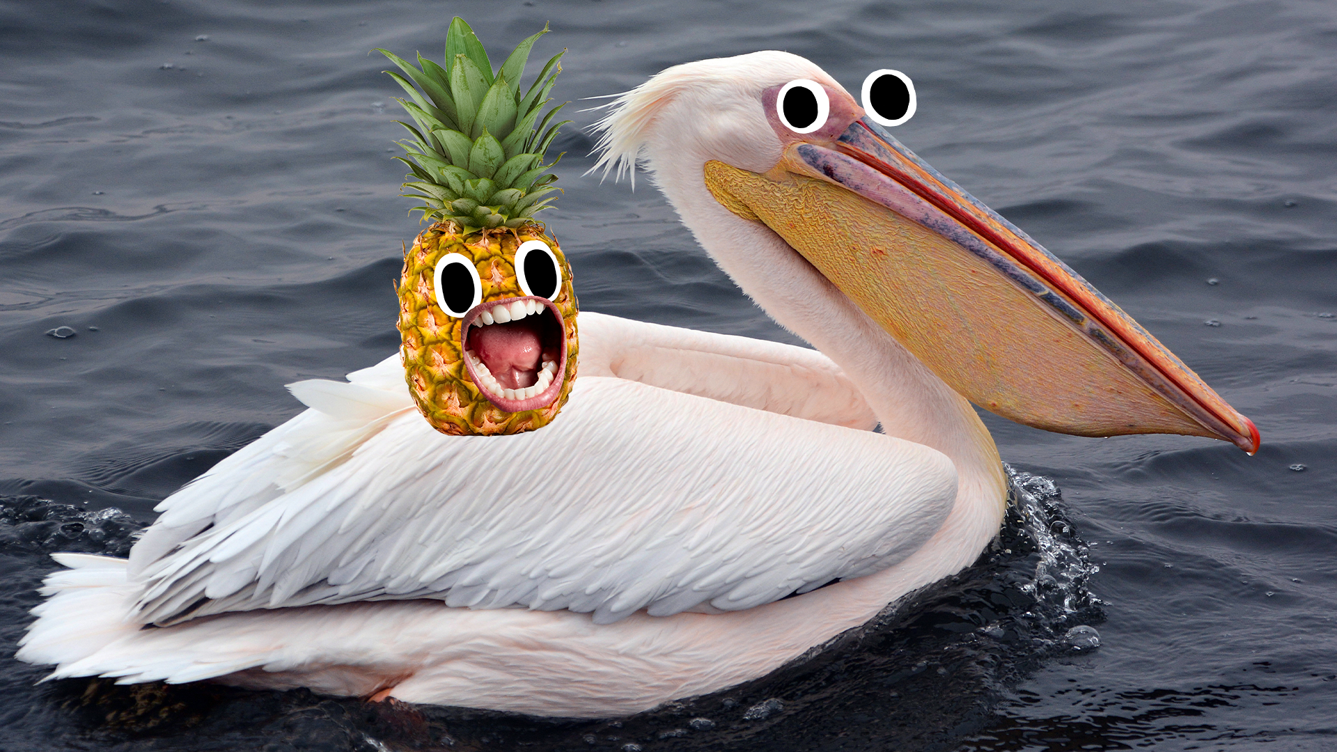 Pelican with a screaming pineapple on its back