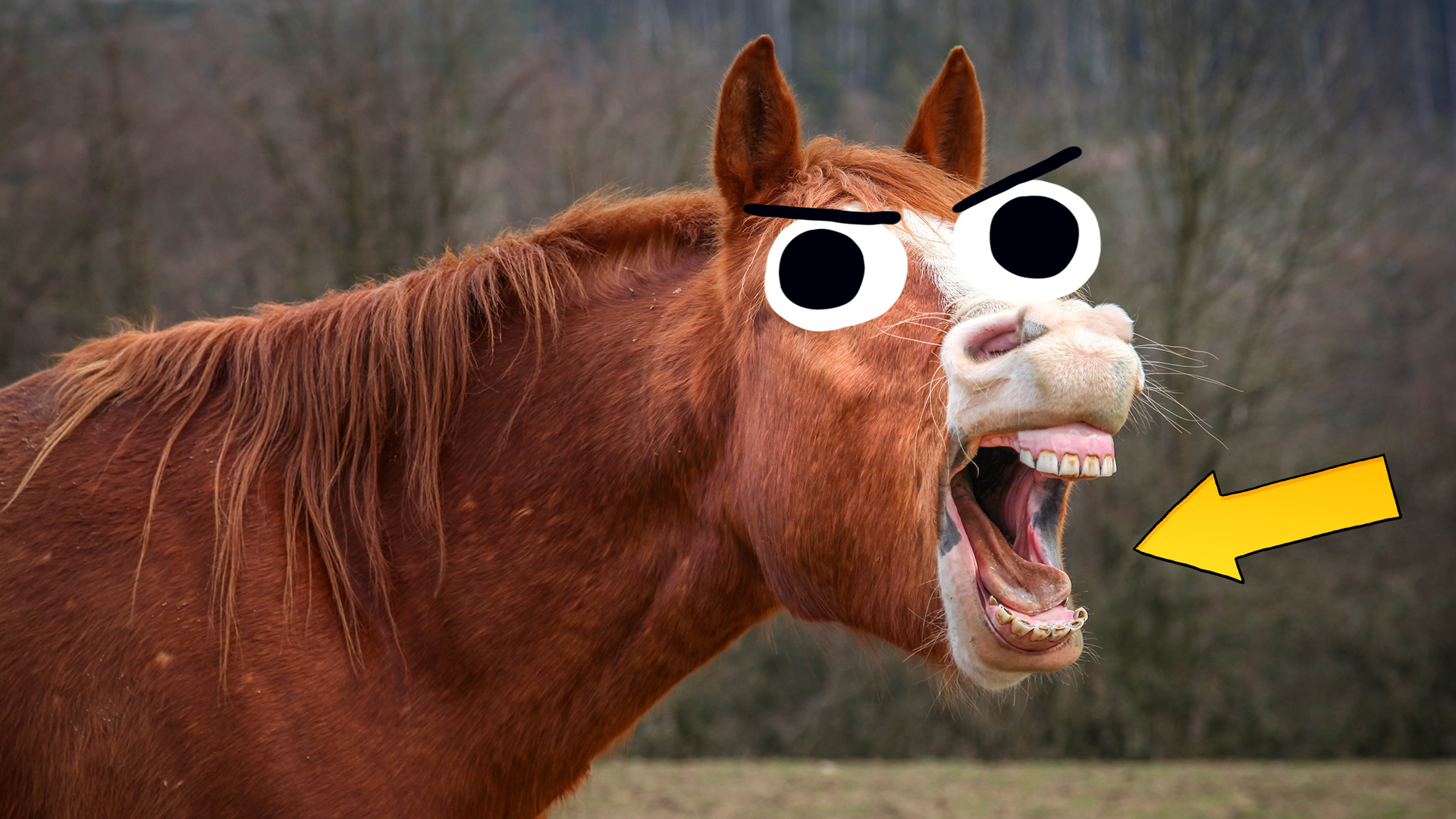 A horse showing it's teeth