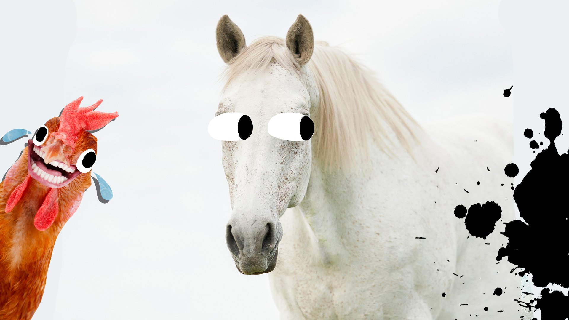 A confused white horse