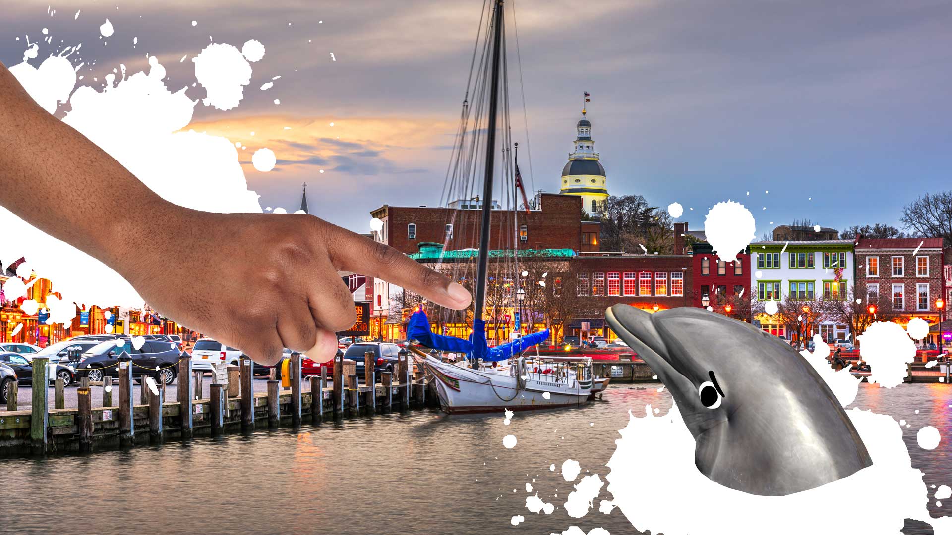 A dolphin visits the capital city of Maryland