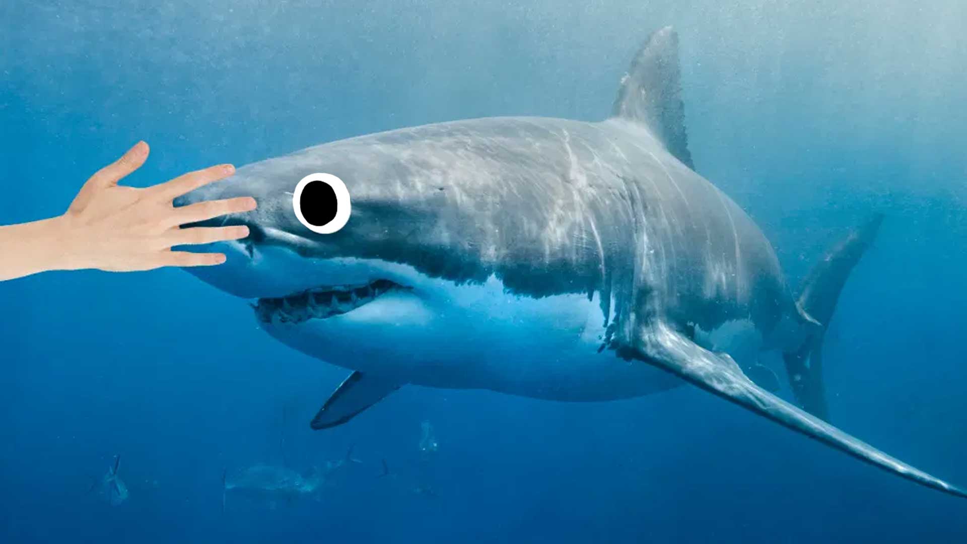 A close up of a shark