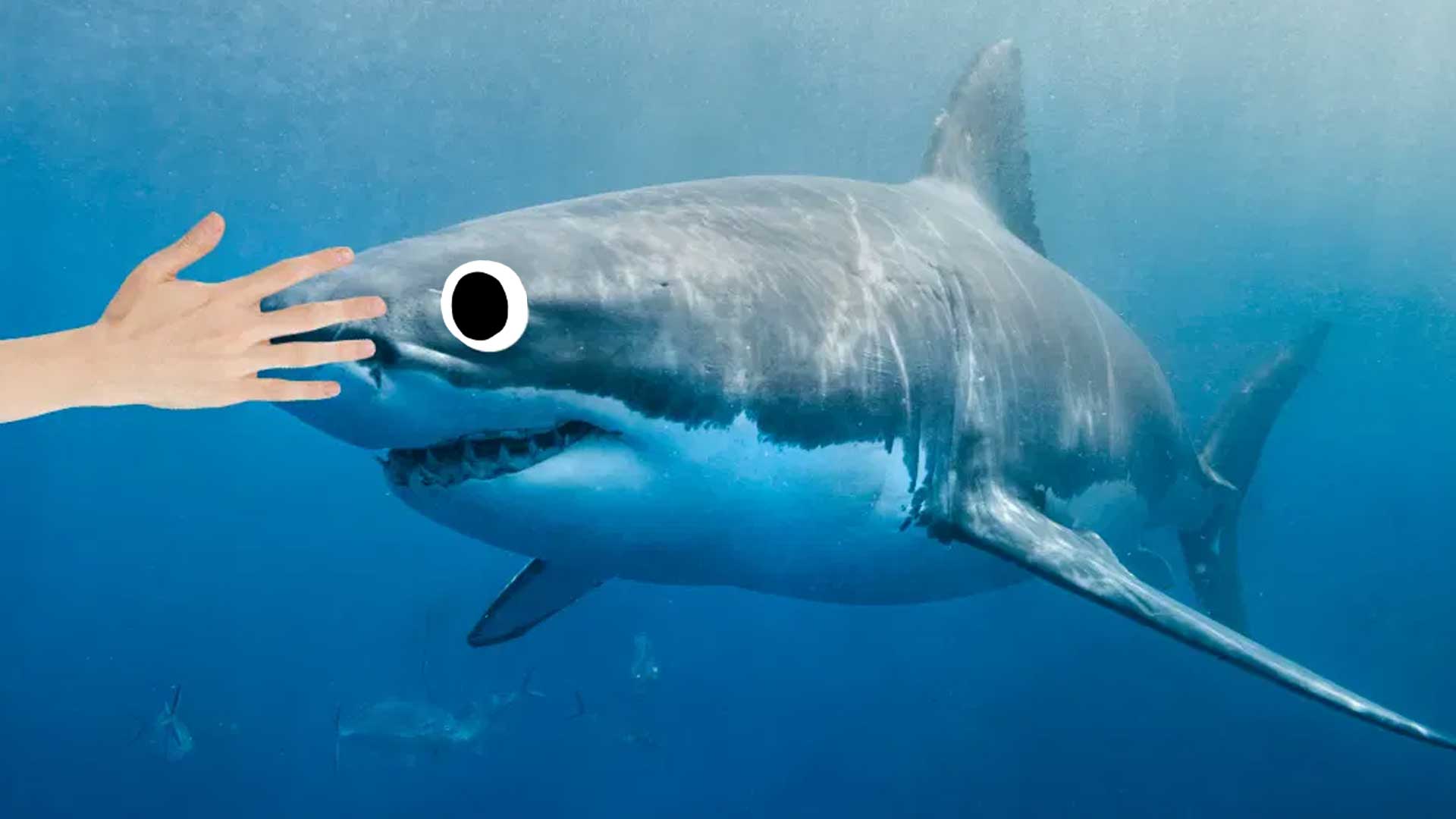 A hand touching a shark's nose