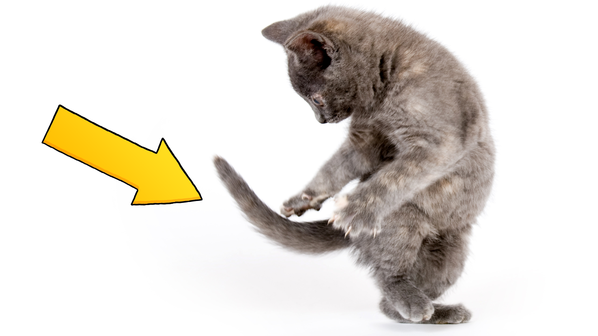 Cat chasing tail on white background with yellow background