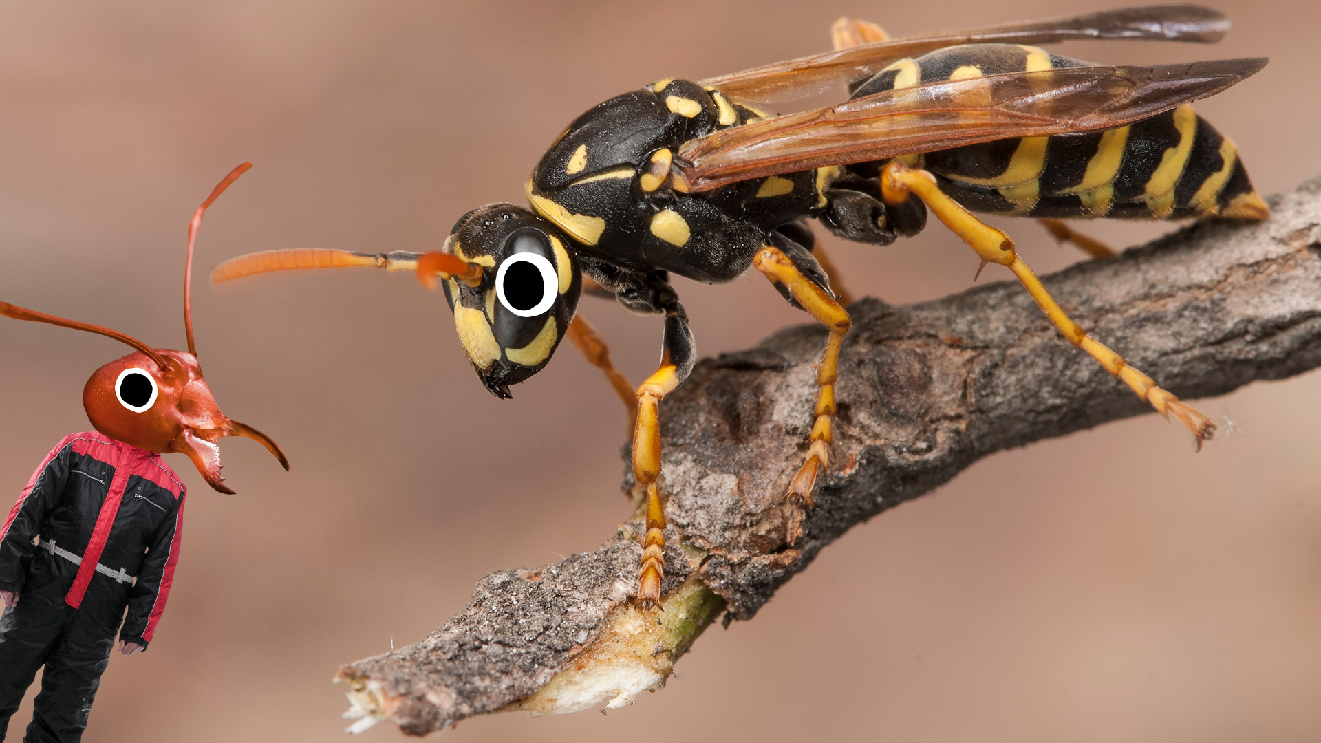Wasp with googly eyes and Beano Antman 