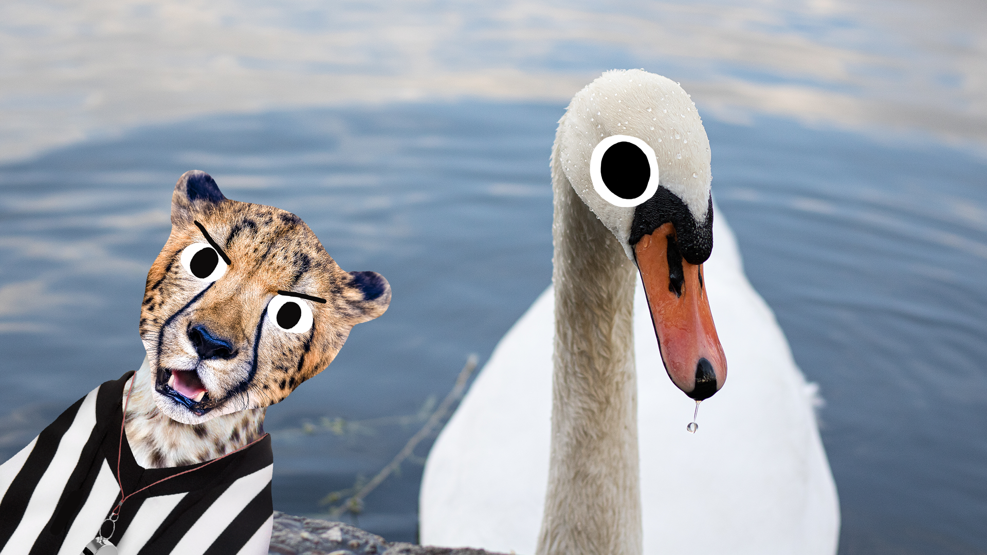 Swan and Beano cheetah