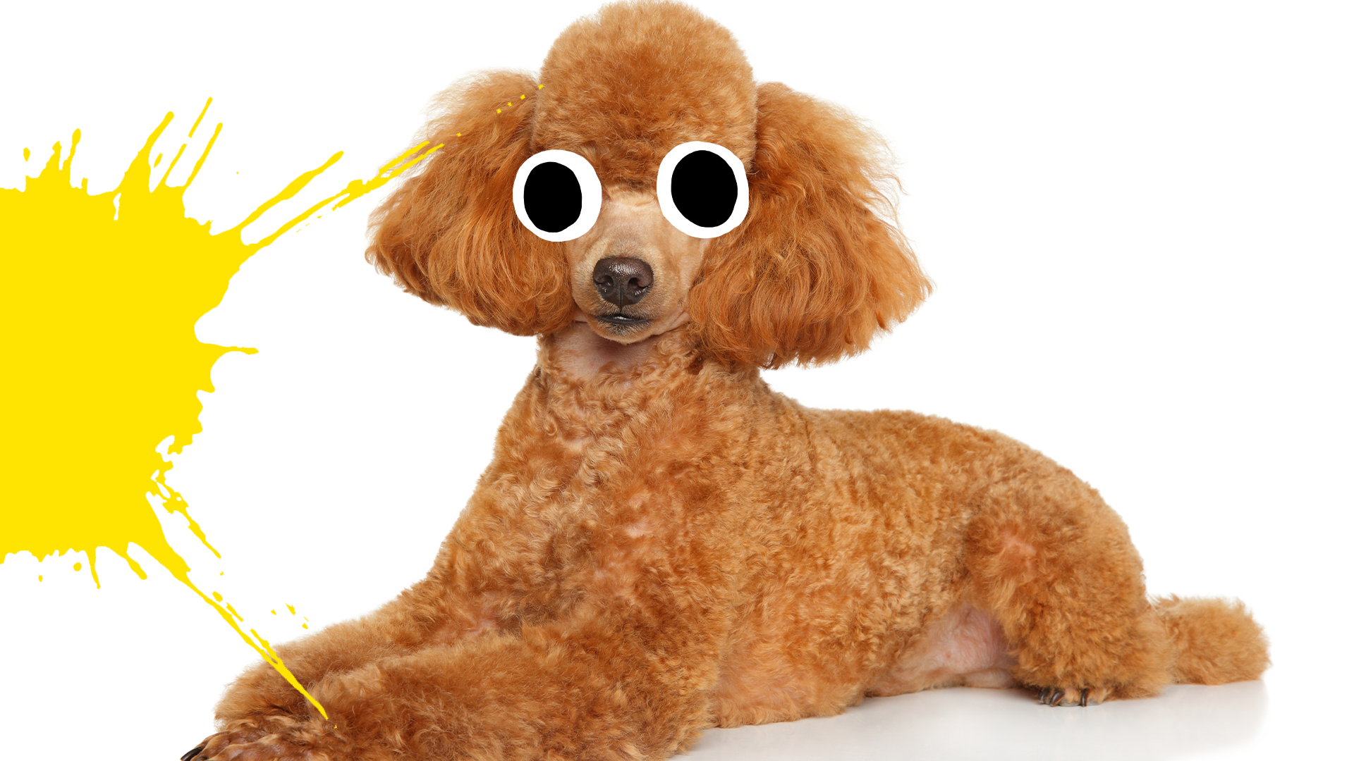 Poodle with googly eyes and yellow splat on white background 