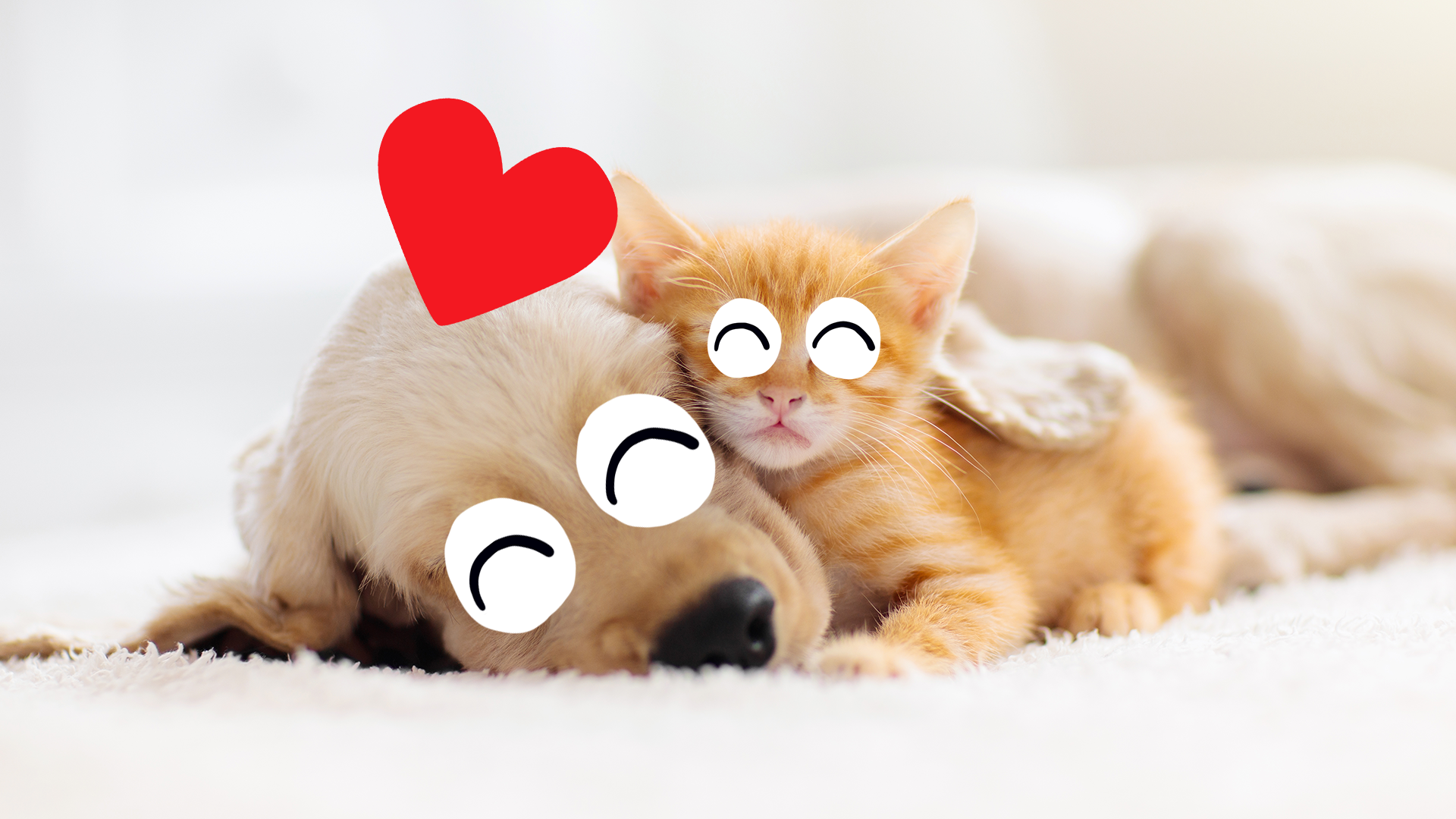Puppy and kitten cuddling with Beano eyes and hearts