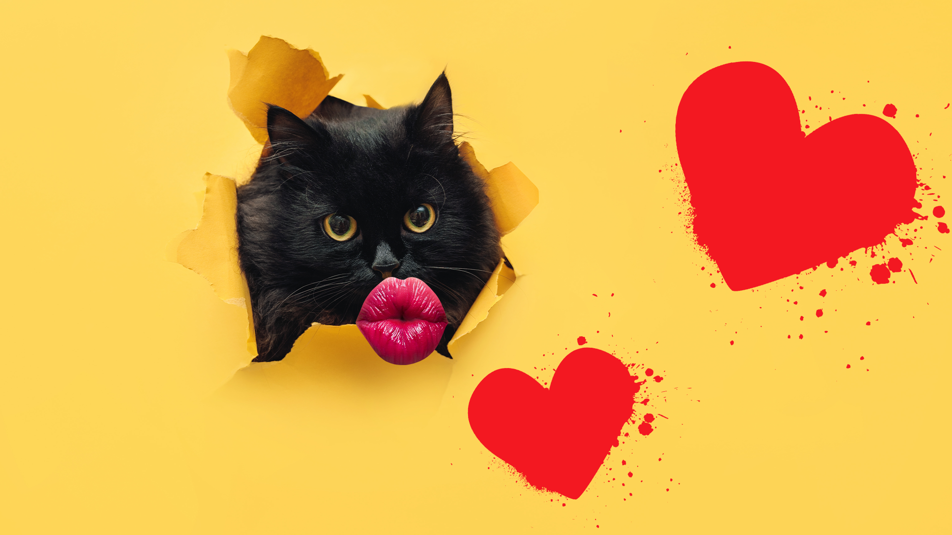 Cat breaking through yellow wall with pouty lips and love heart symbols 