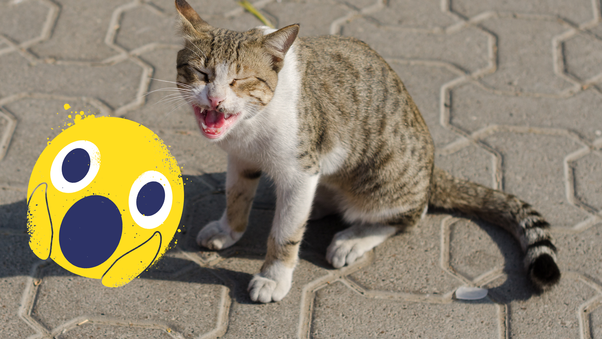 Yowling cat with shocked emoji 