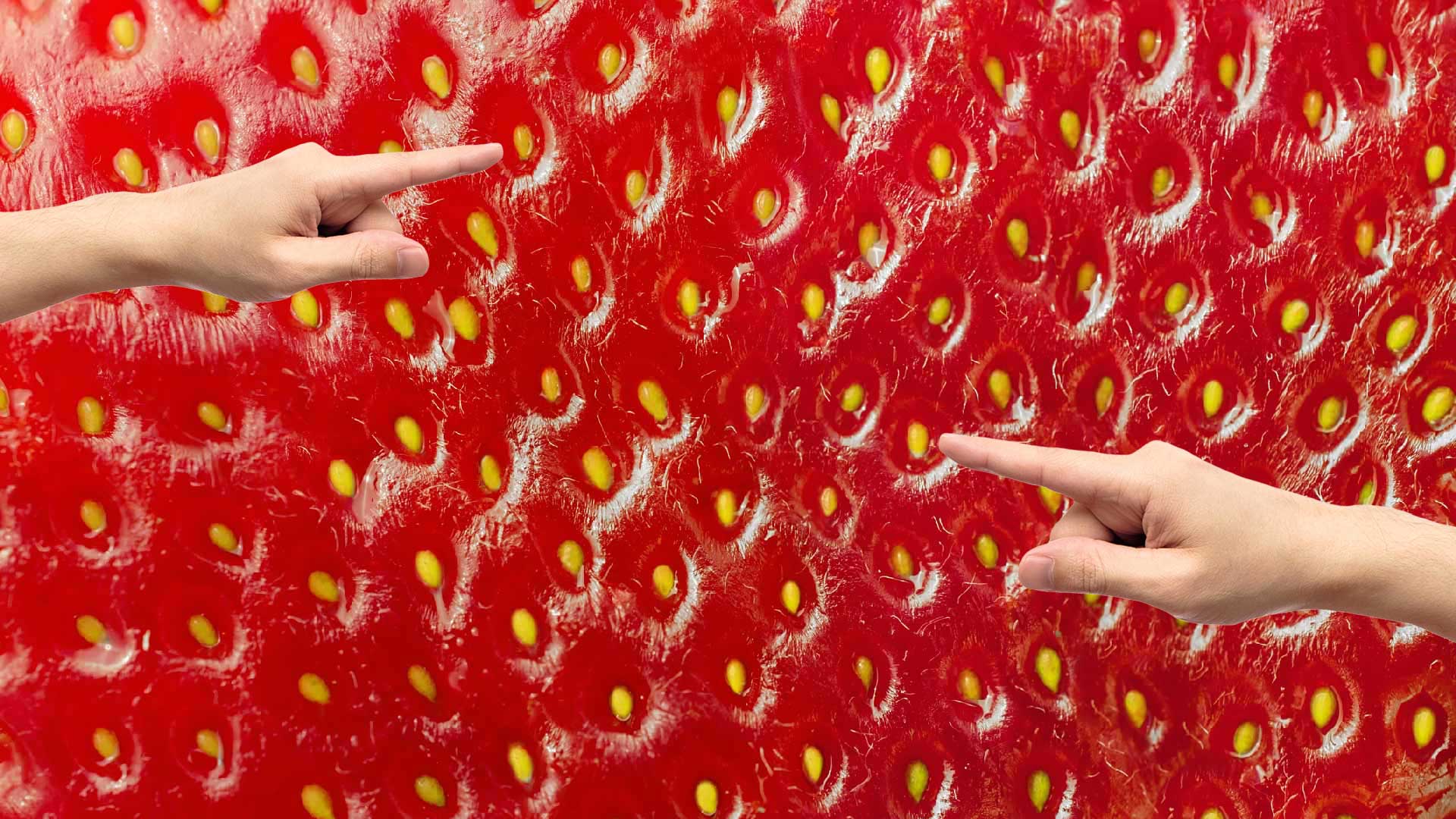 Two hands pointing at the seeds on a strawberry