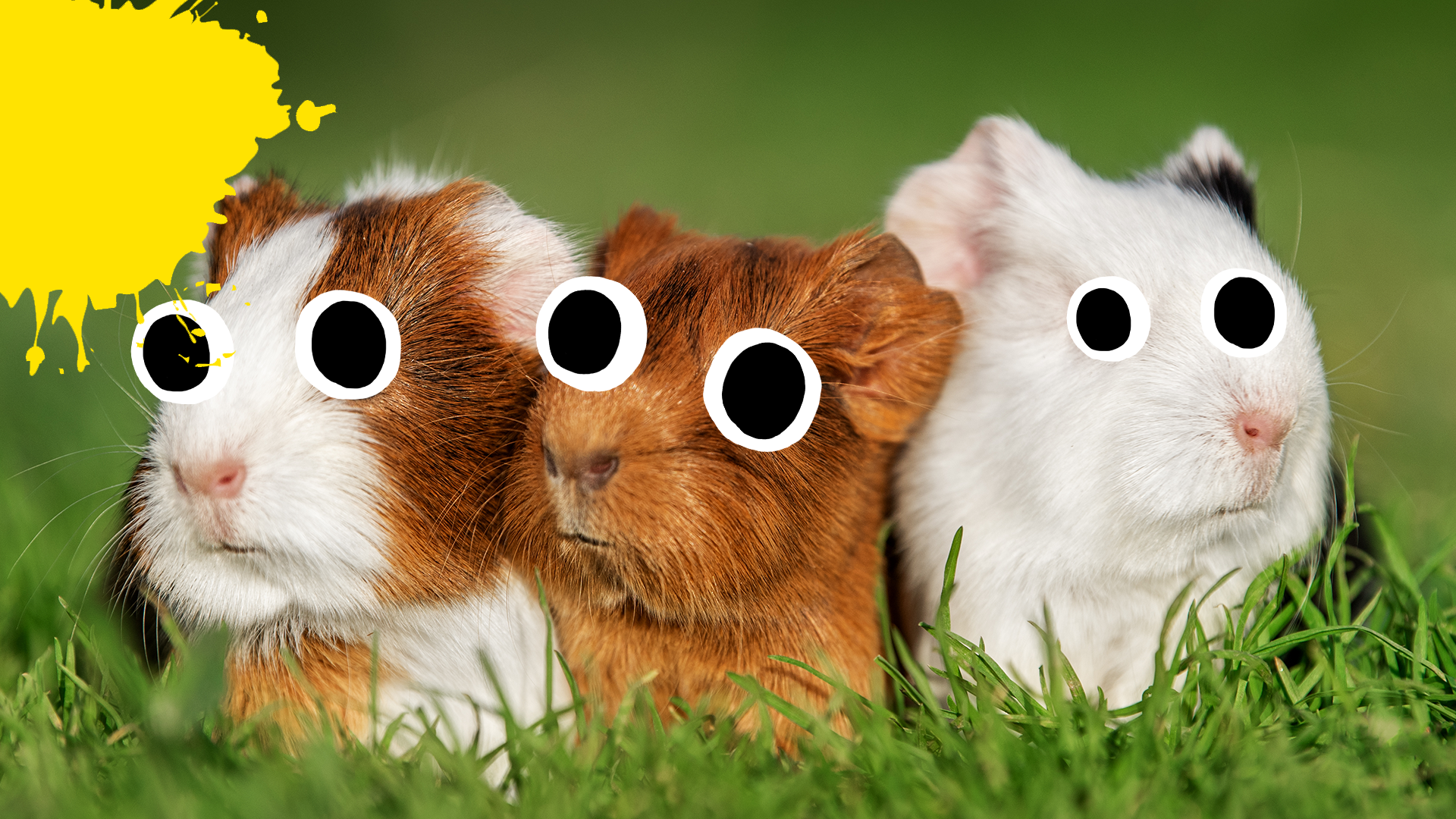 Three guinea pigs with yellow splats