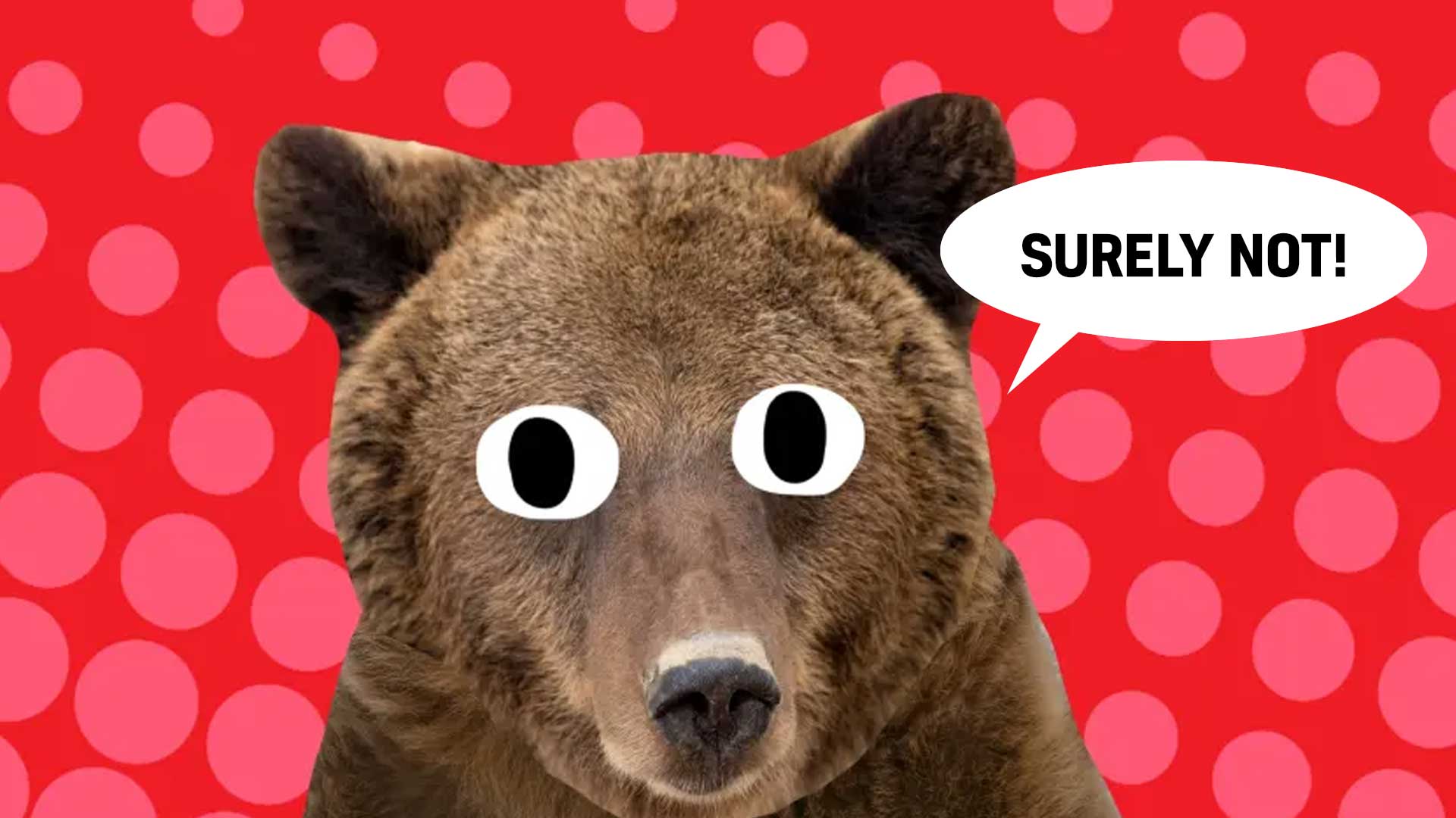 A bear 
